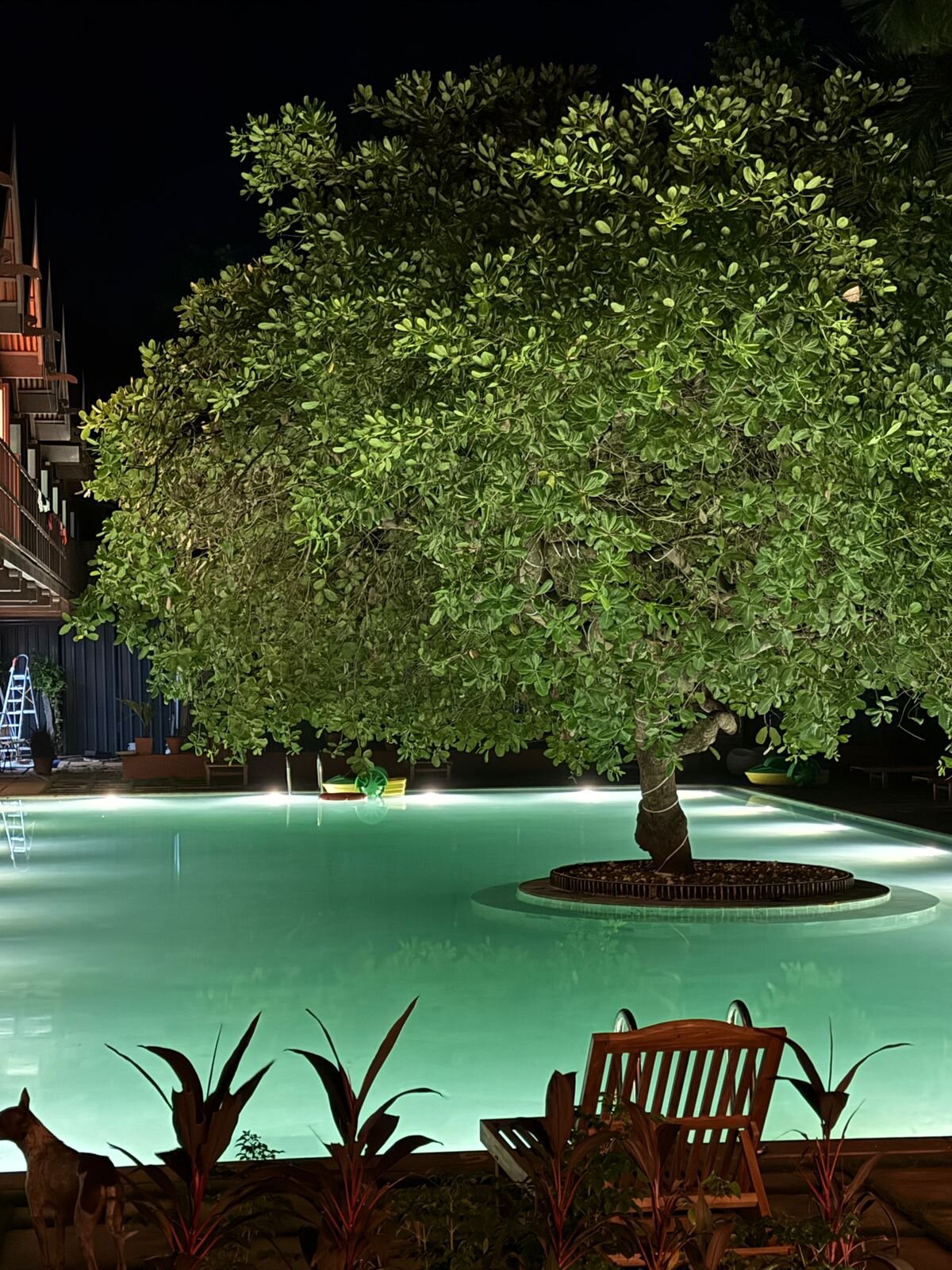 Mango Hill Auroville Pondicherry-泳池