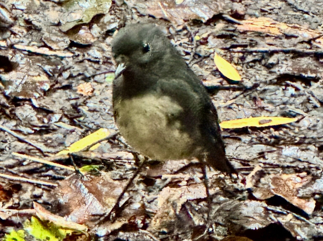 Ruggedy Range Wilderness Experience-斯图尔特岛必去景点
