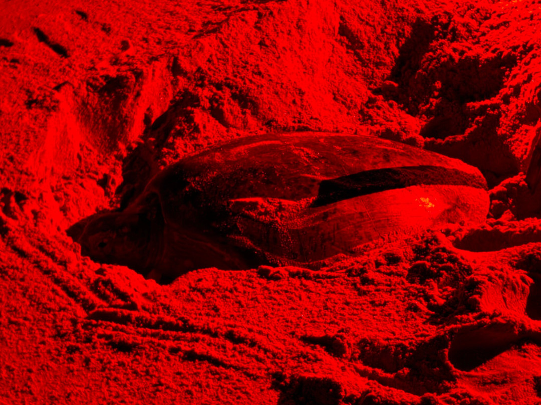 Turtle Conservation Project Turtle Watch-Rekawa必去景点