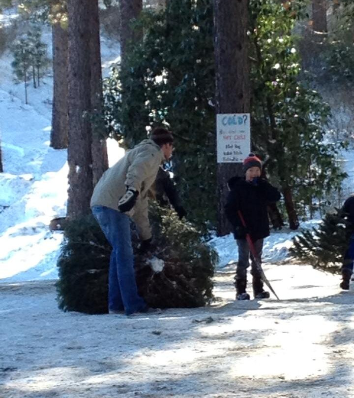 Snowy Peaks Tree Farm-Foresthill必去景点