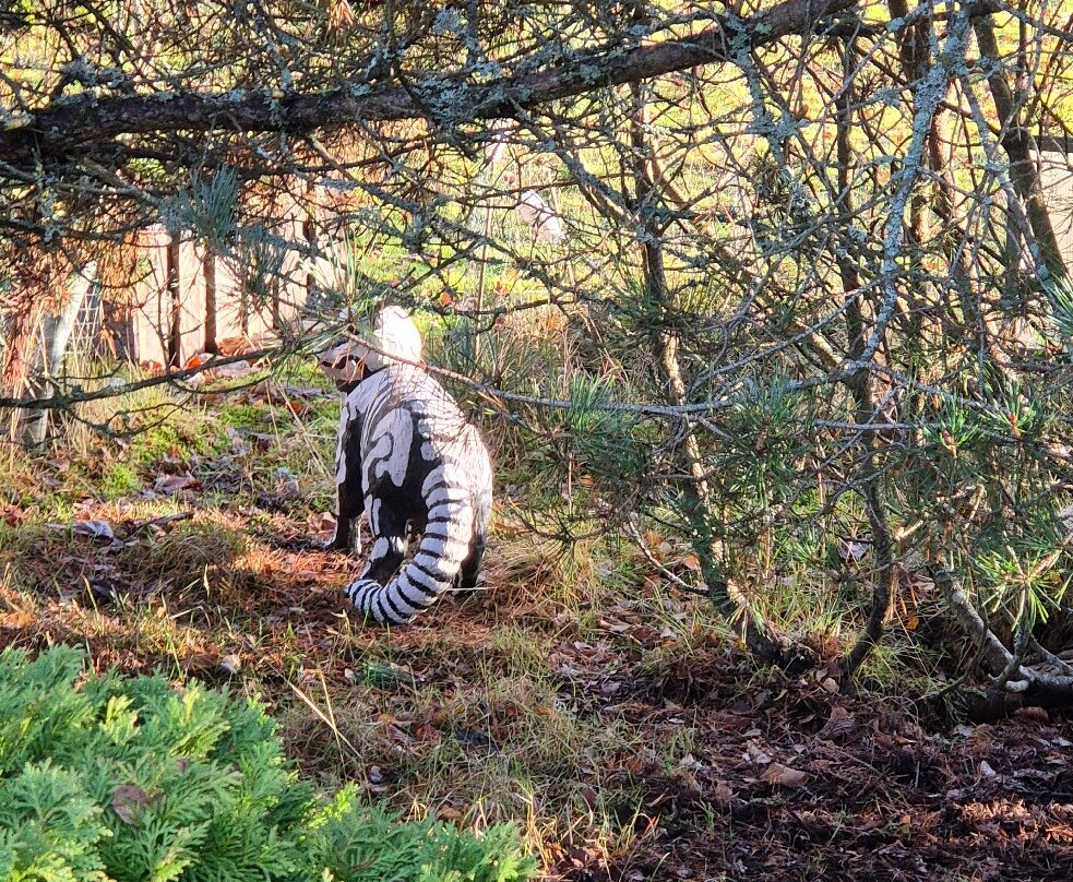The Wildcat Experience-Newtonmore必去景点