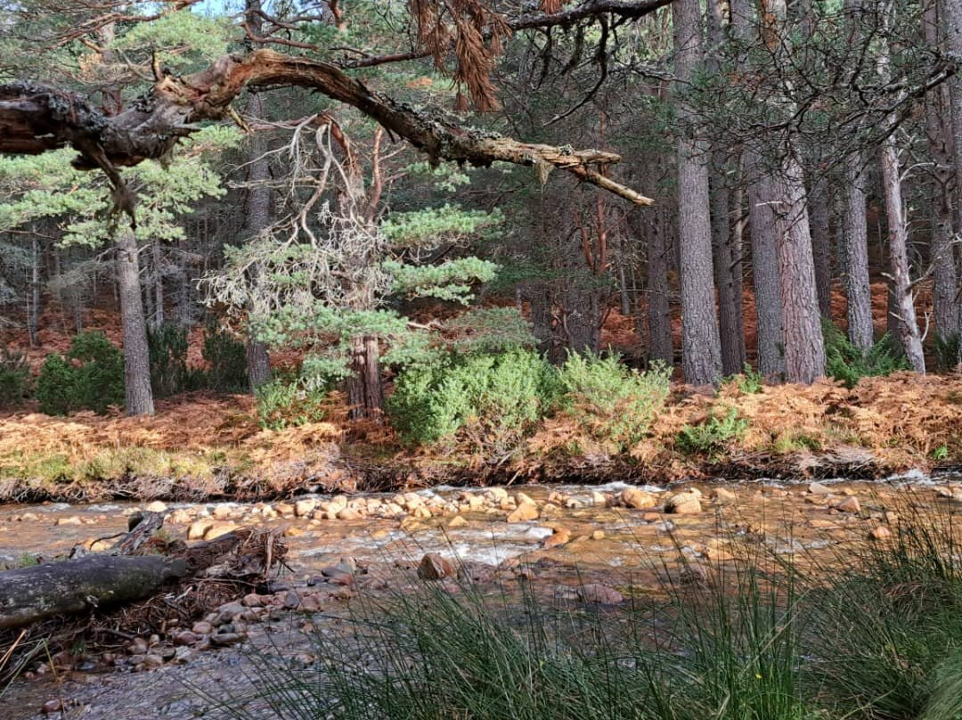 Rothiemurchus-阿维莫尔必去景点