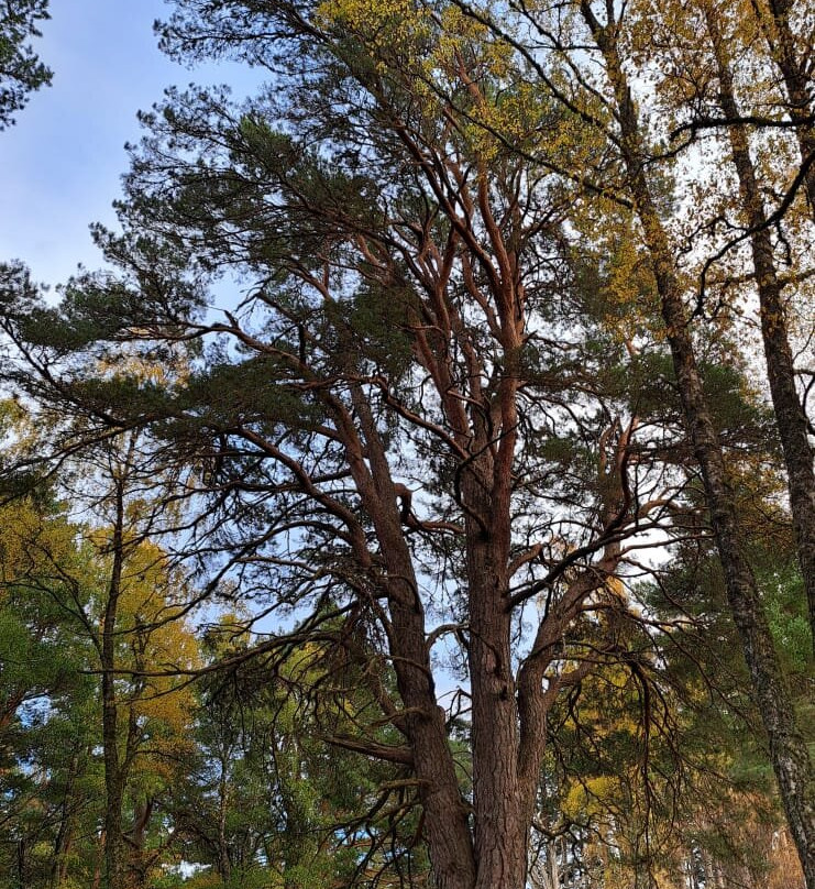 Rothiemurchus-阿维莫尔必去景点
