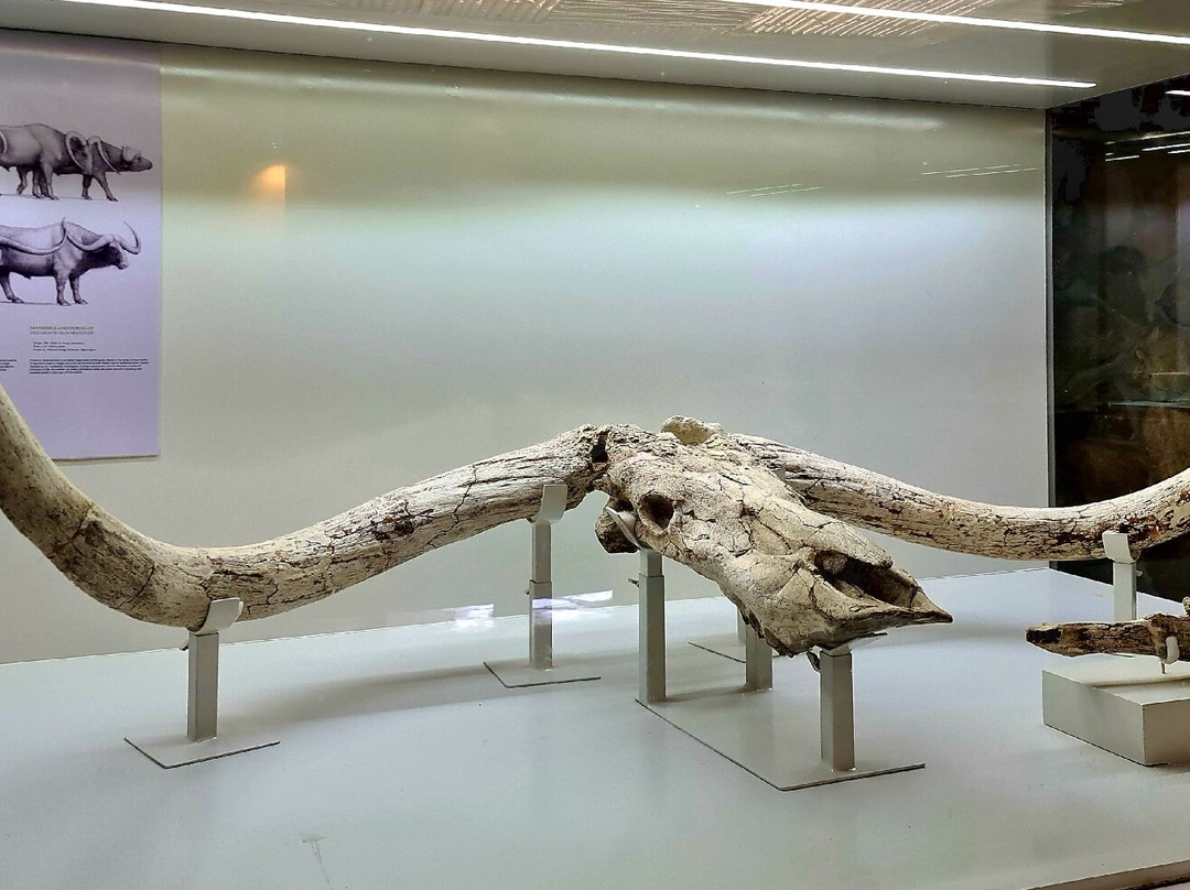 Olduvai Gorge-恩戈罗恩戈罗保护区必去景点