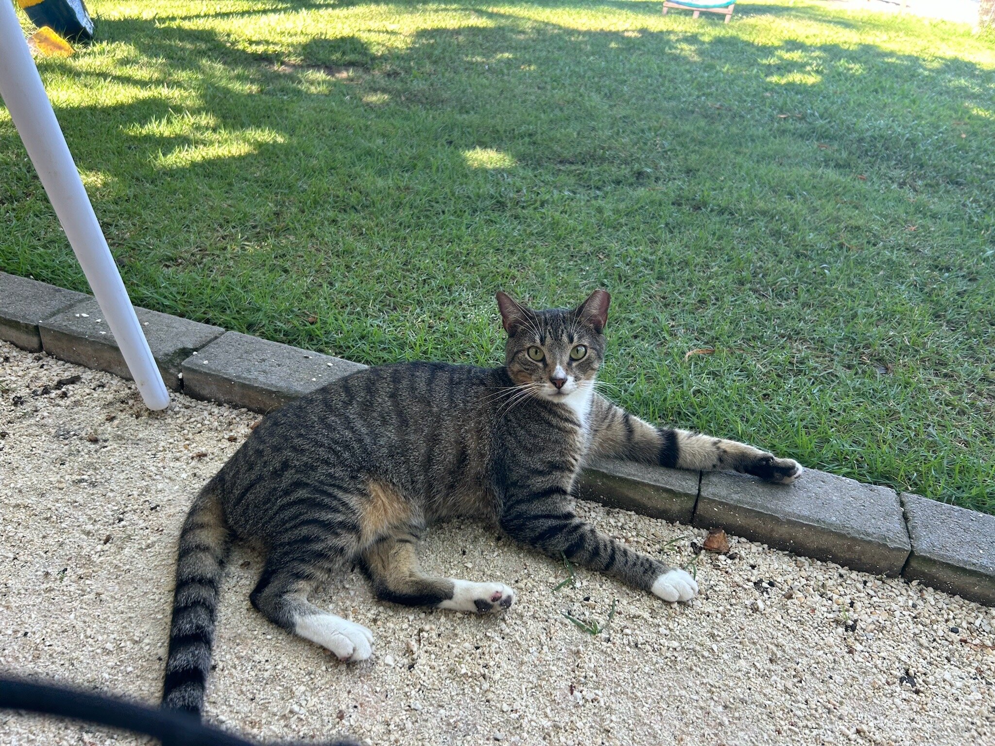 La Gaviota Tropical-官方