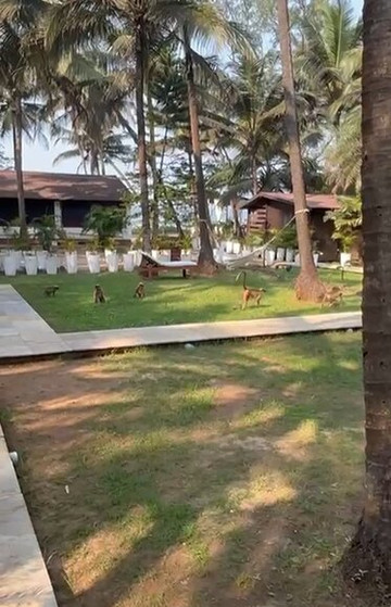 Mamagoa Resort主图