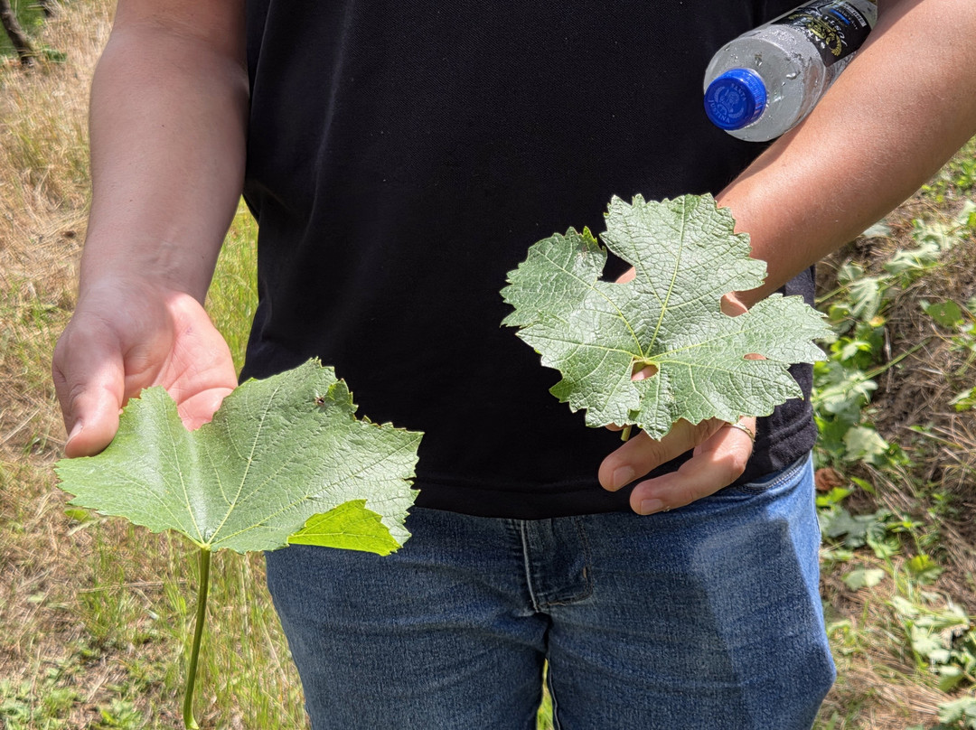 Vinícola Ravanello-格拉玛多必去景点