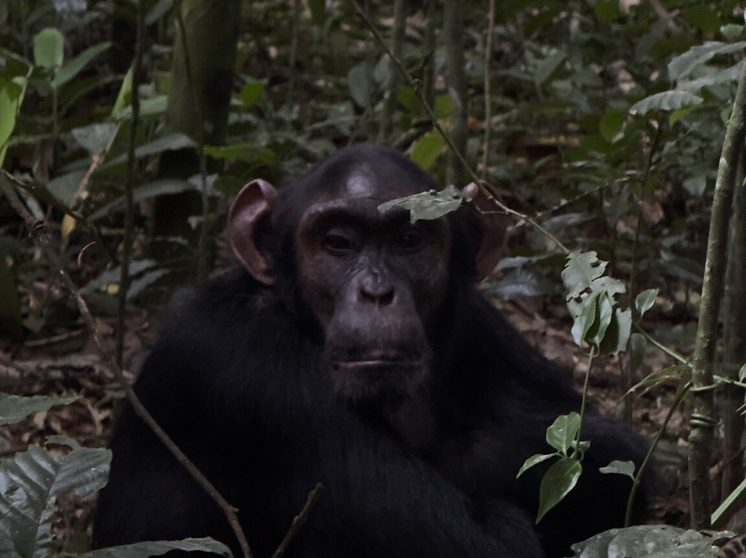 Great Adventures Uganda-坎帕拉必去景点