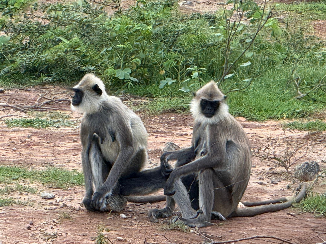 Excellent Lanka With Madu-卡图纳耶克必去景点