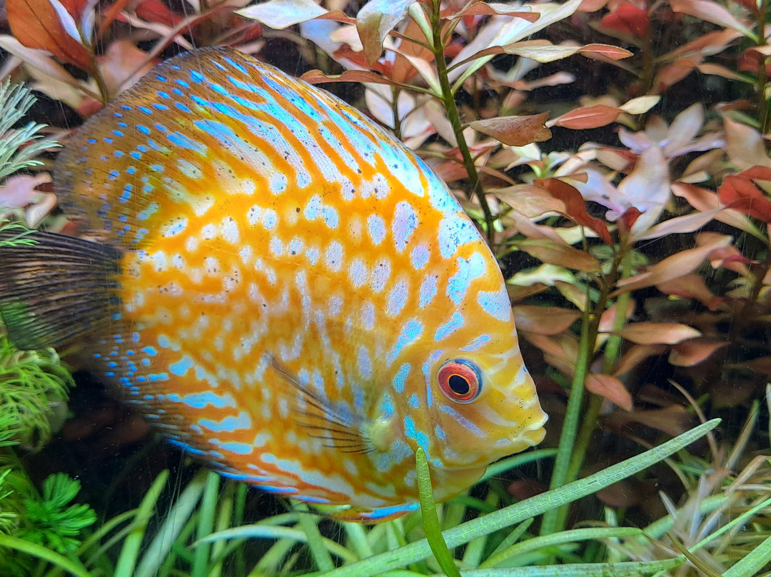 Uws Aquarium Ga Kyo-Daiba必去景点