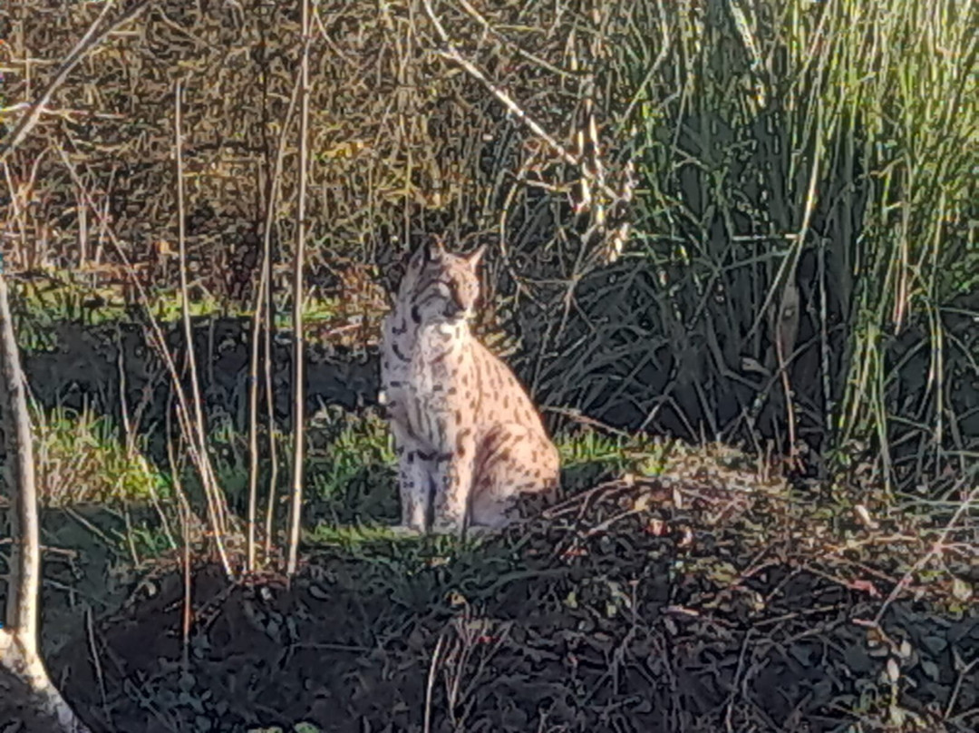Dartmoor Zoological Society-Sparkwell必去景点