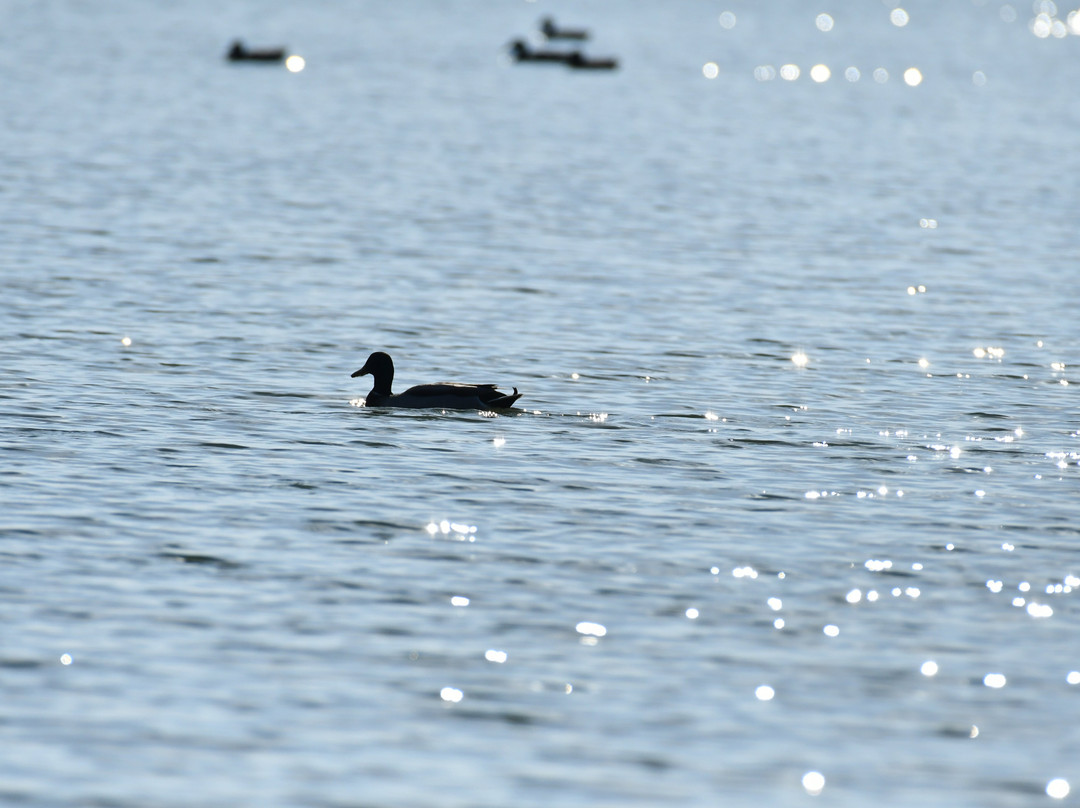 Al Qudra Lake-迪拜必去景点