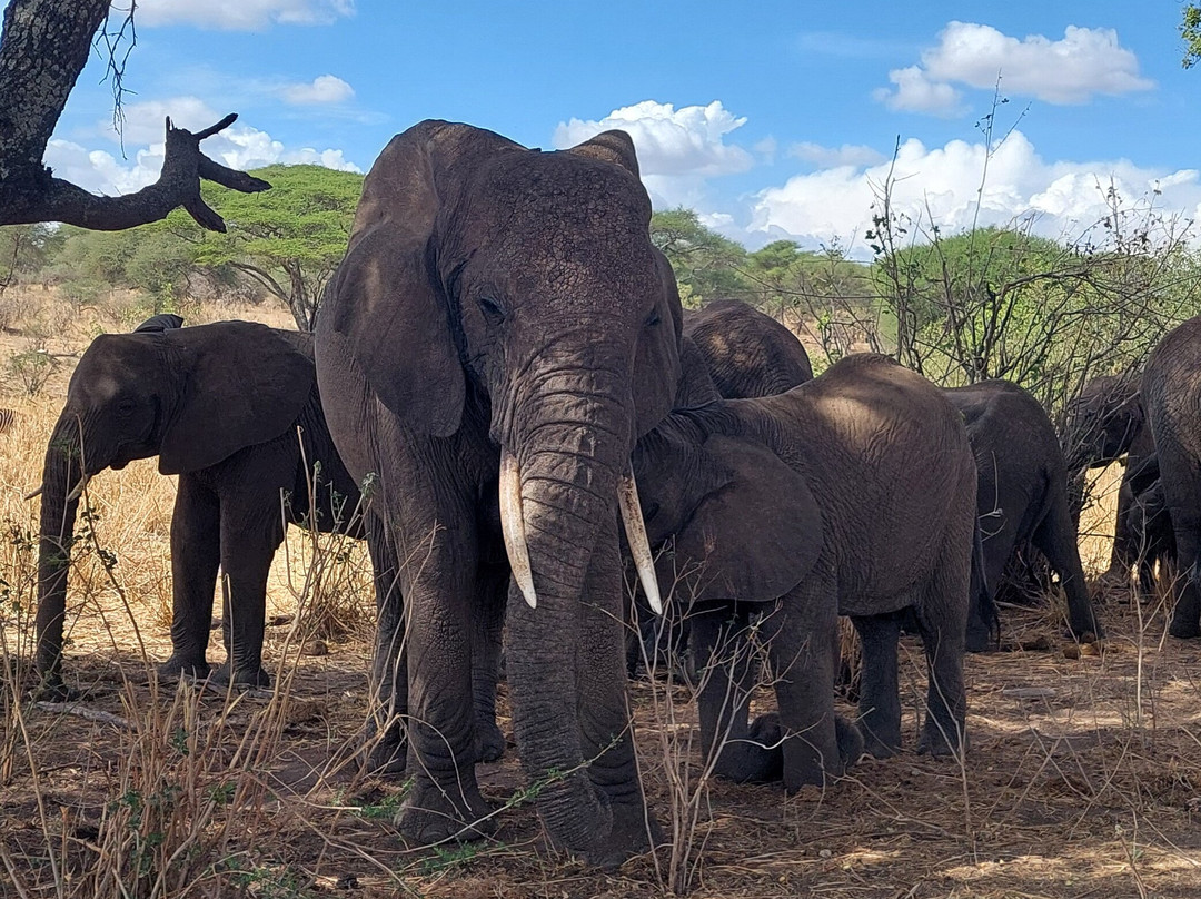 Predators Safari Club-阿鲁沙必去景点