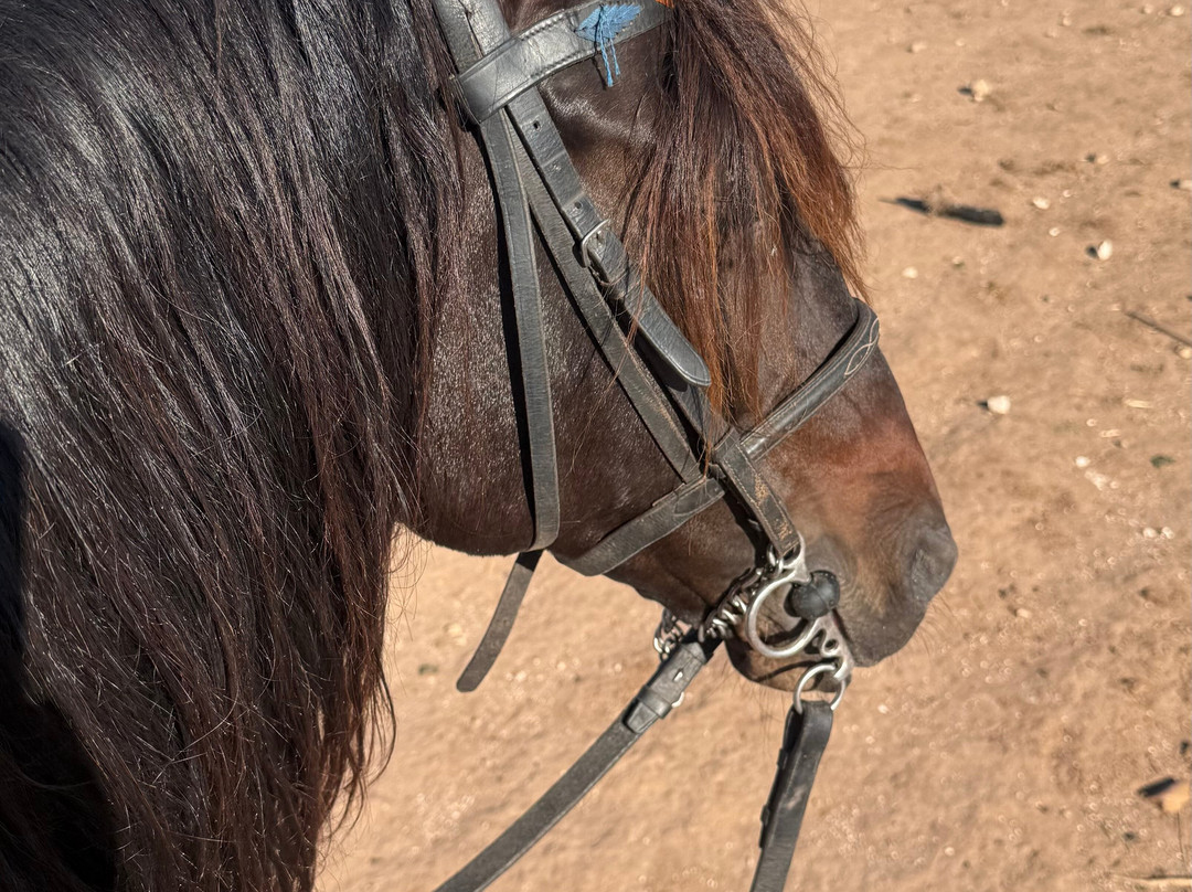 Cheval Essaouira-索维拉必去景点