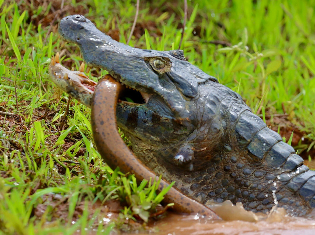 Pantanal Jaguar Safaris-Chapada dos Guimaraes必去景点