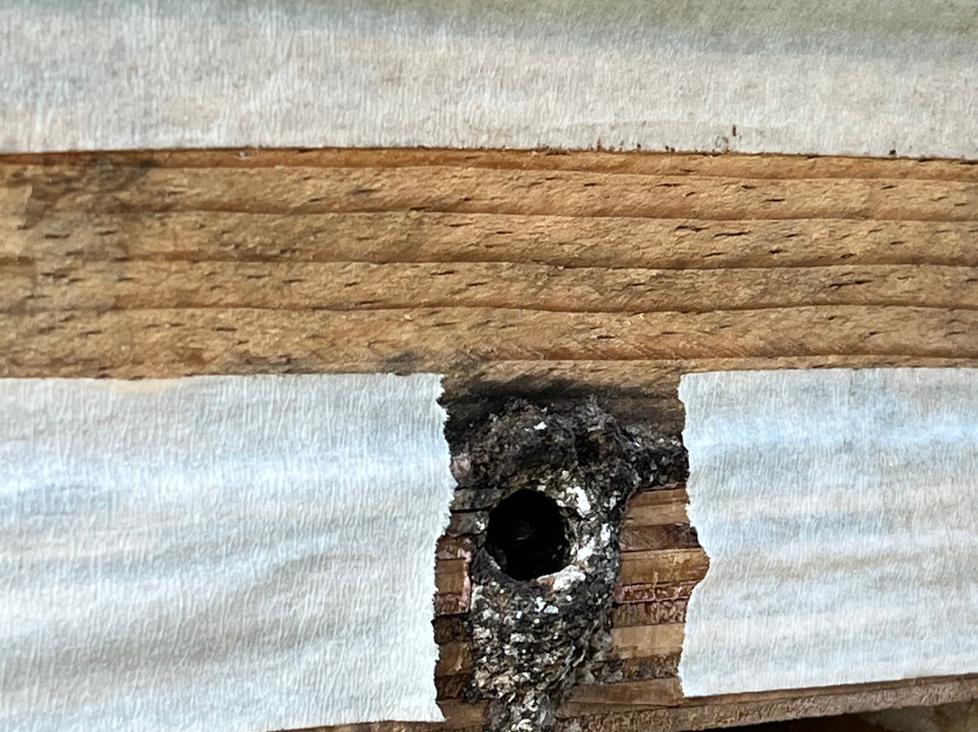 Mayan Bee Sanctuary-San Miguel de Cozumel必去景点