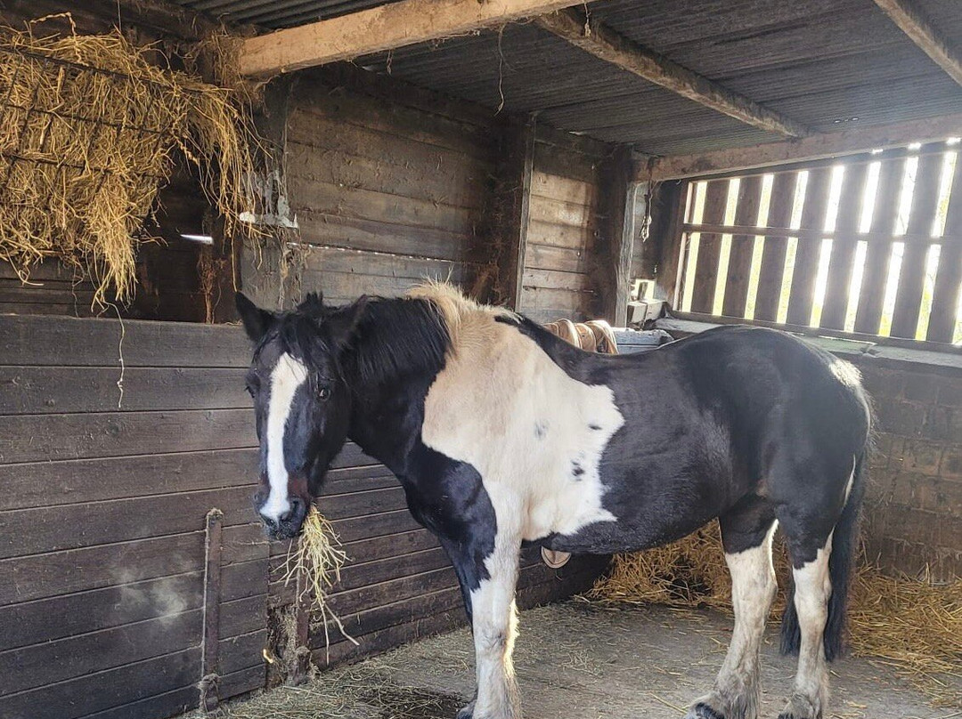 Boltby Pony Trekking-瑟斯克必去景点