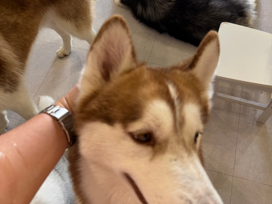 The Huskitory-马六甲必去景点