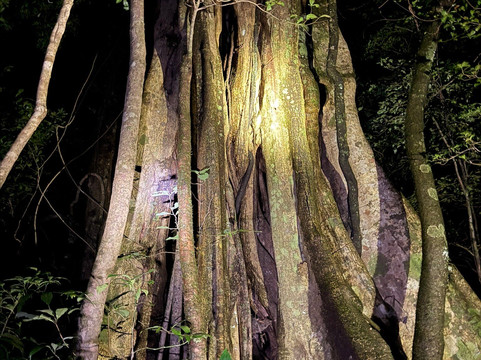 Monteverde Guided Tour-蒙特沃德必去景点