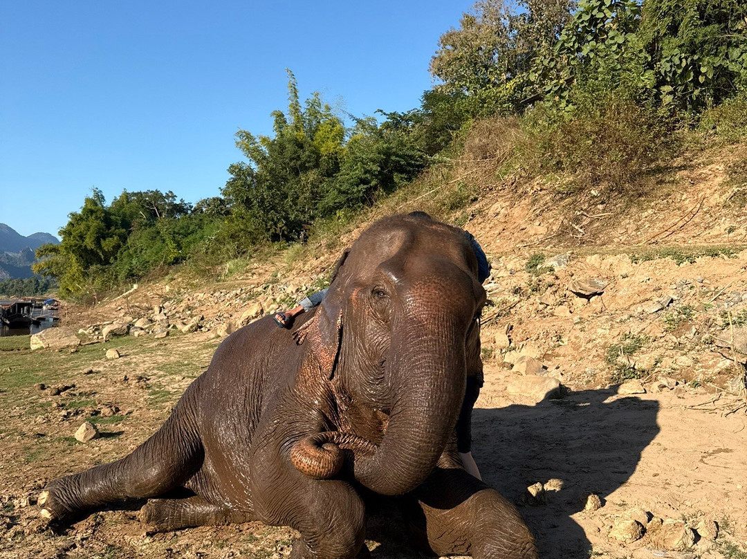 Manifa Elephant Camp-Sang Ha必去景点