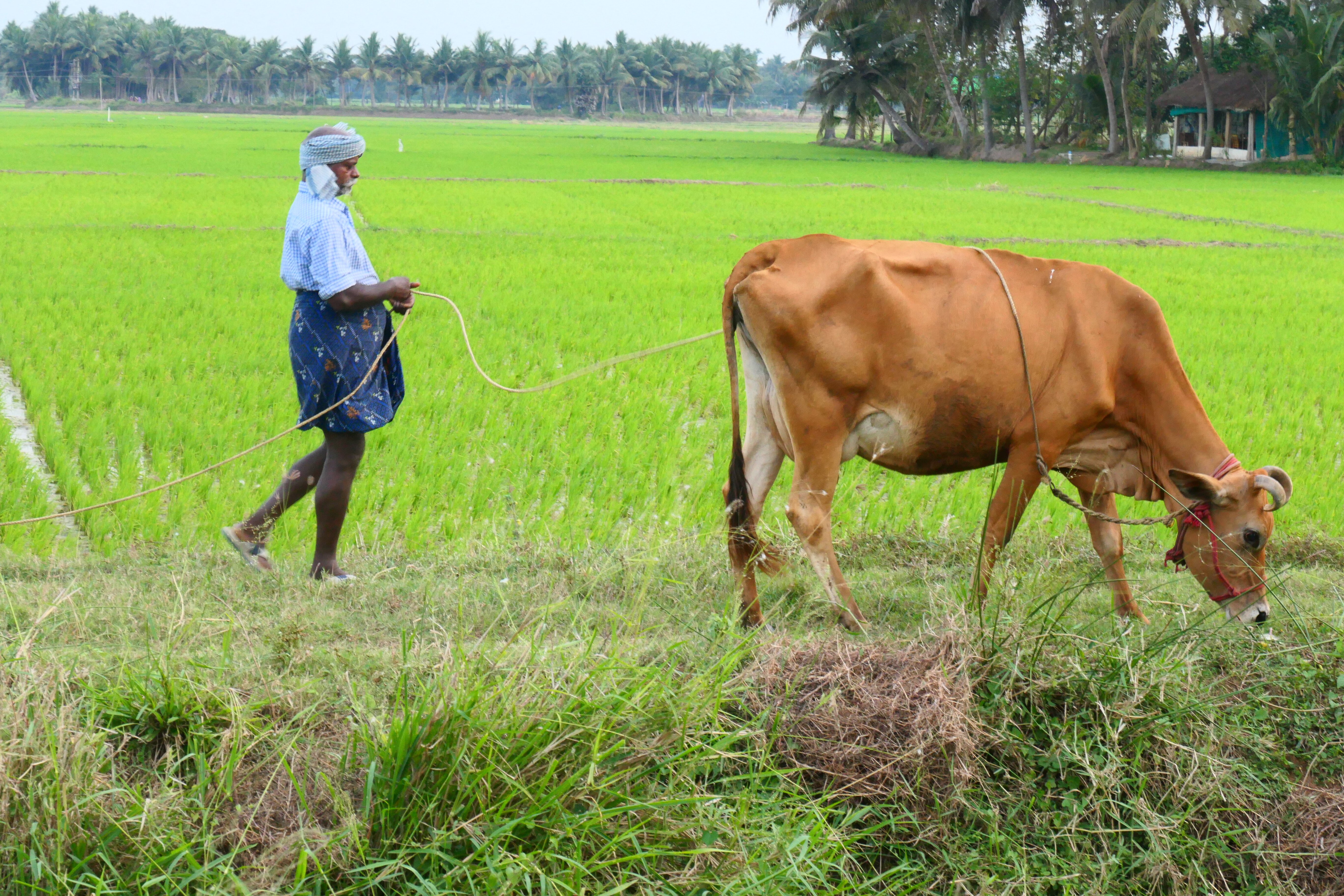 Paddy Homestay-官方