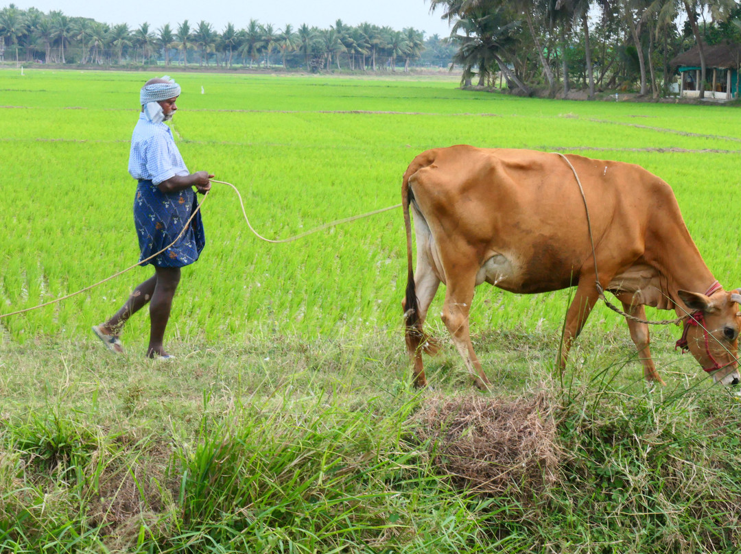 Paddy Homestay主图