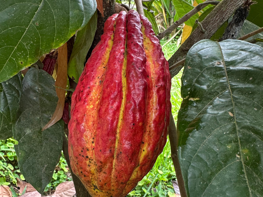 Mindo Maya Chocolate-明多必去景点