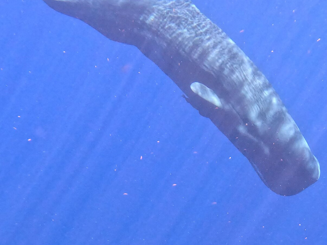 Dominica Water Tours