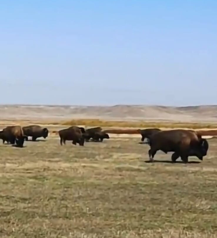 Grasslands National Park-萨斯喀彻温省必去景点