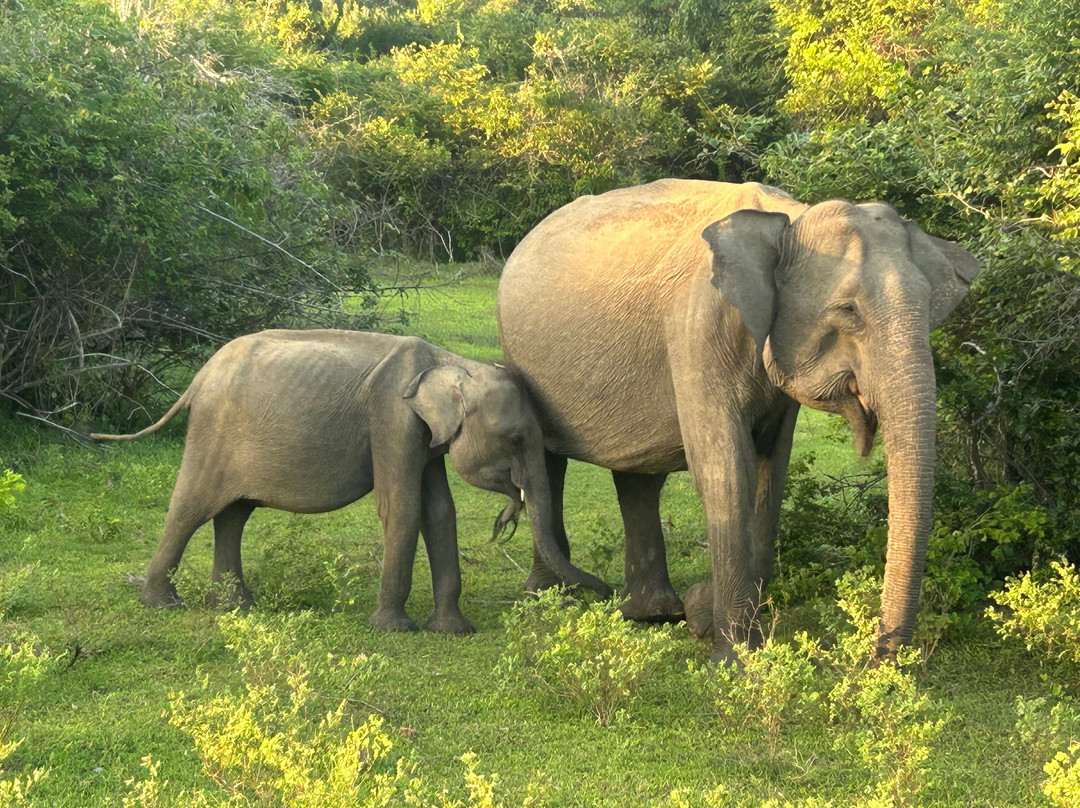 The Visit Lanka Tours-科伦坡必去景点