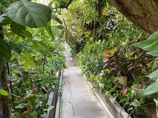 Shimokamo Tropical Garden-南伊豆町必去景点