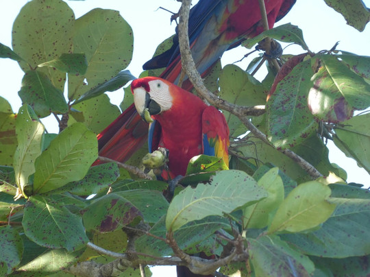 Tours and More CR-圣特雷莎必去景点