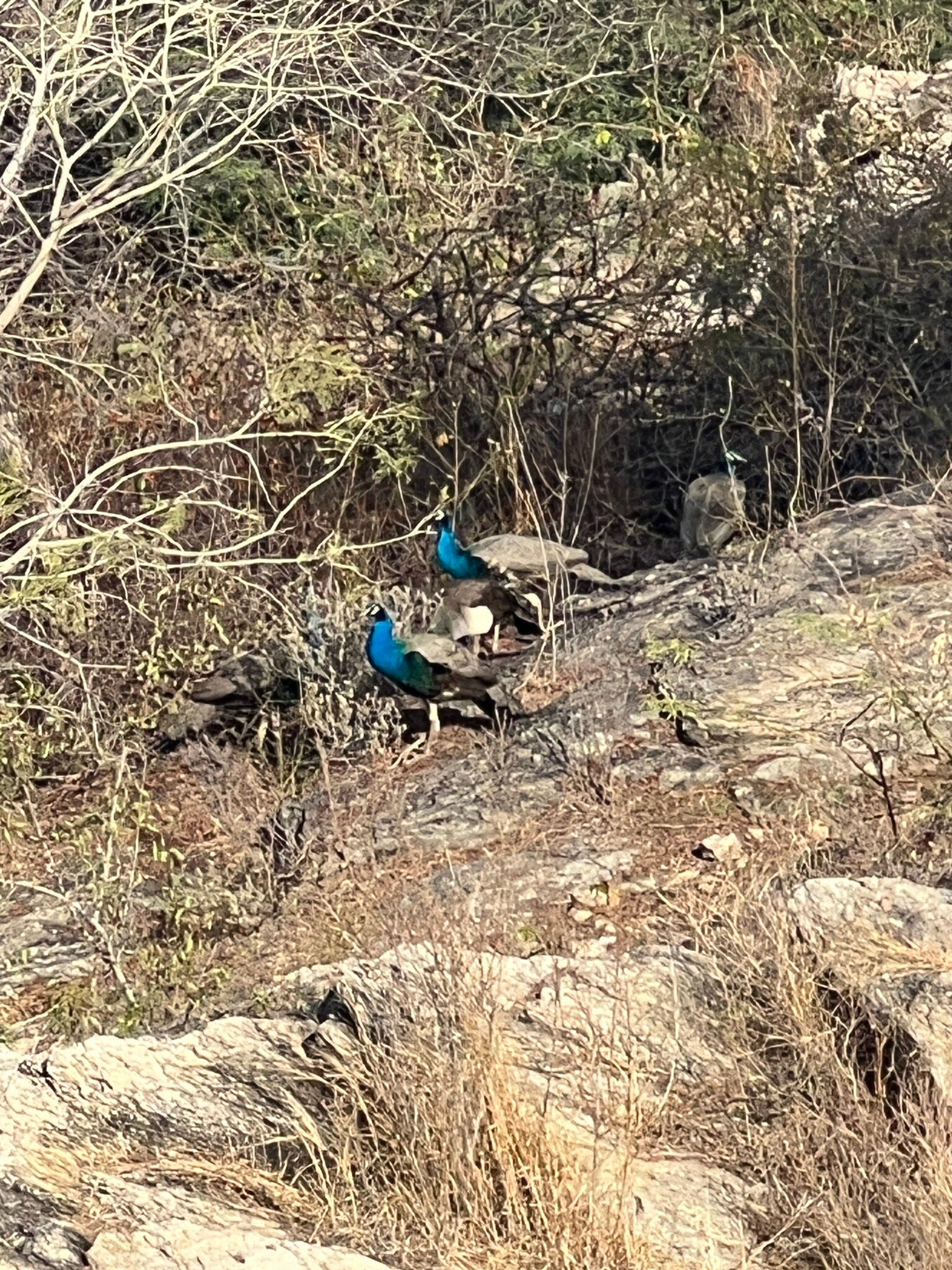 Brij Lakshman Sagar, Pali | Small Luxury Hotels Of The World-官方