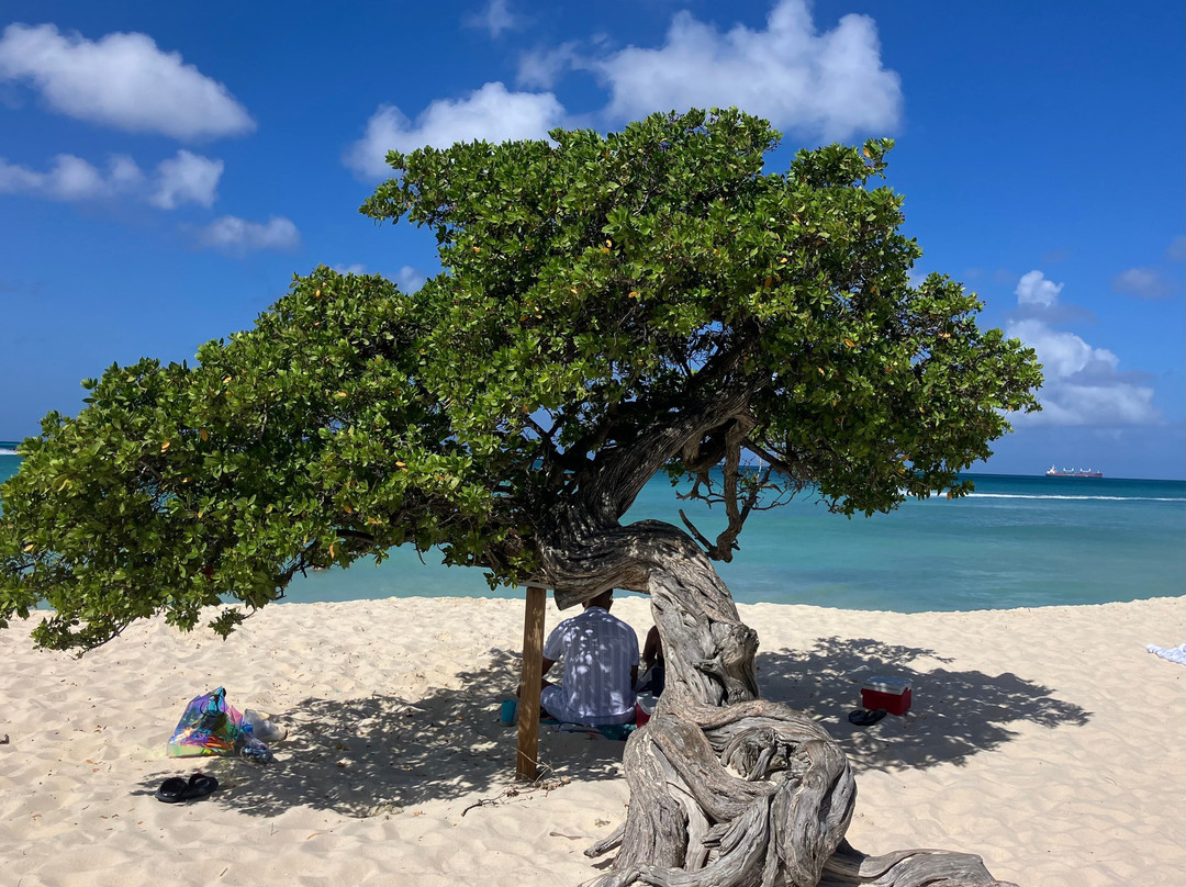 Divi Tree-Noord必去景点