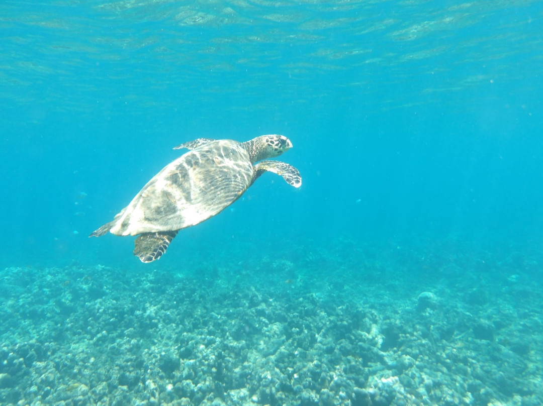 Nosy Tanikely-Nosy Tanihely必去景点