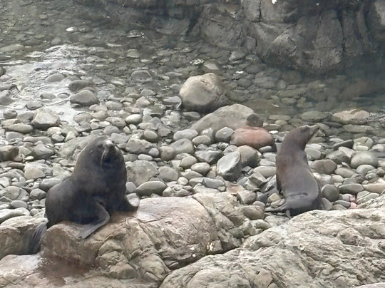 Aroha Luxury New Zealand Tours-Tokoroa必去景点