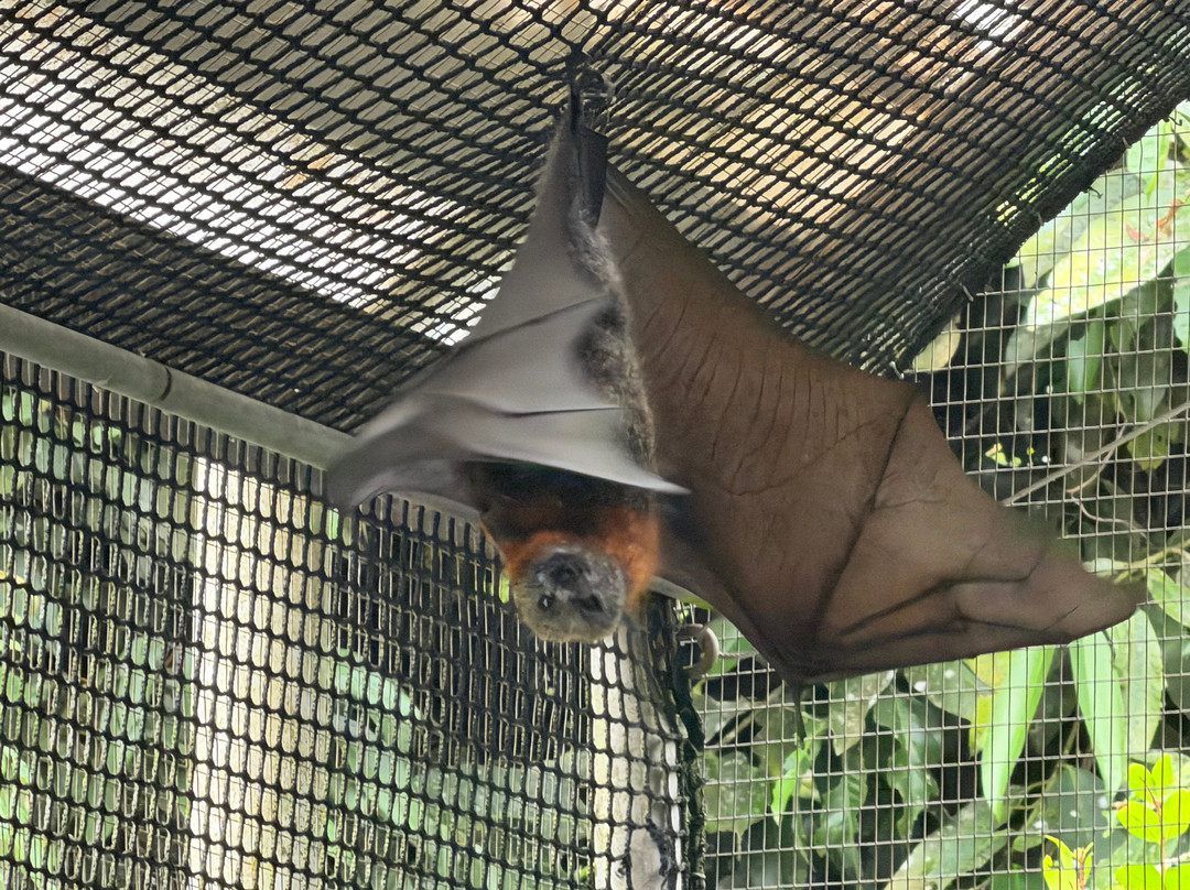 The Bat Hospital Visitor Centre- 阿瑟顿必去景点