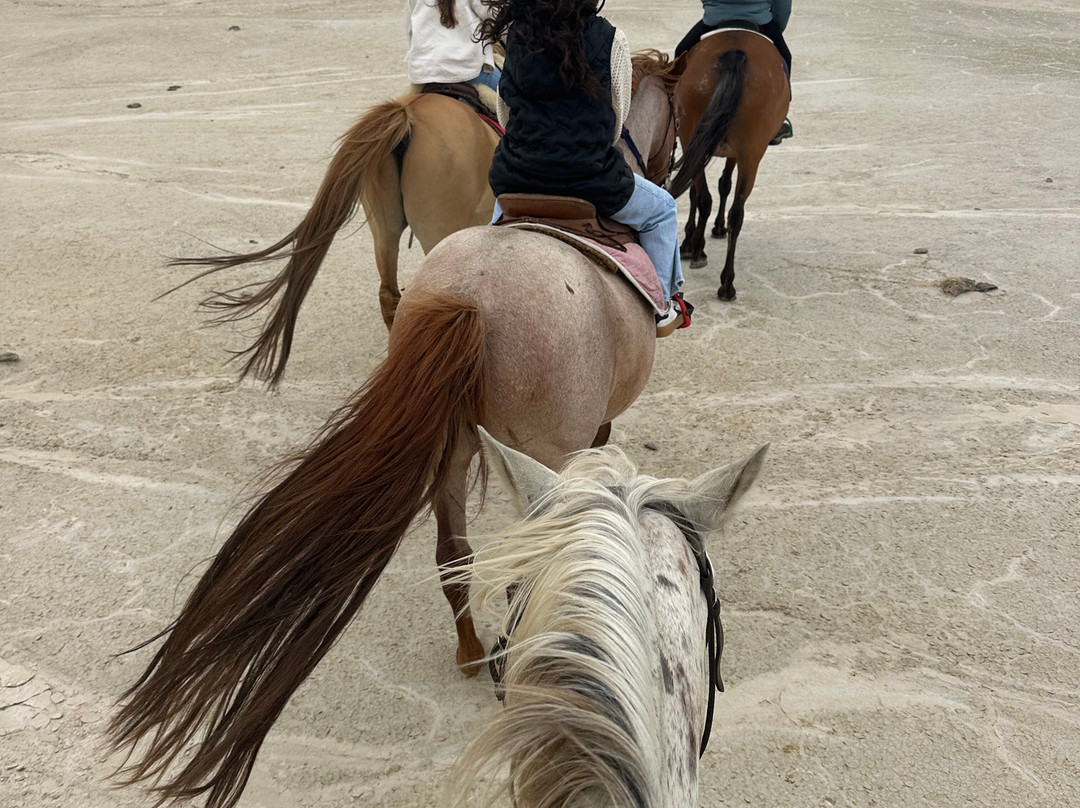 Eco Equus Cabalgatas-La Pedrera必去景点