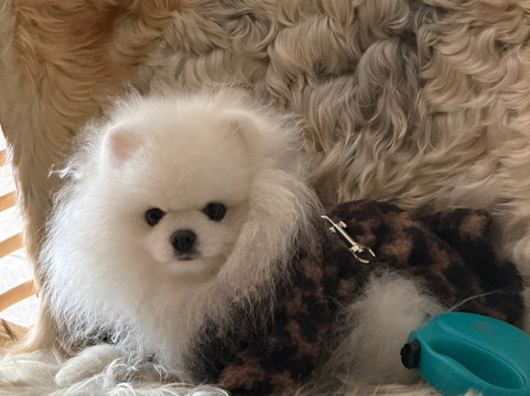 Payava Hotel by True Blue主图