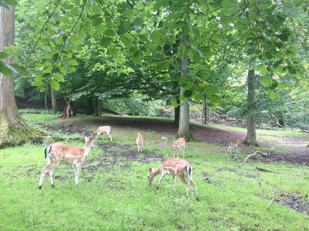 Dyrepark-Rimso必去景点