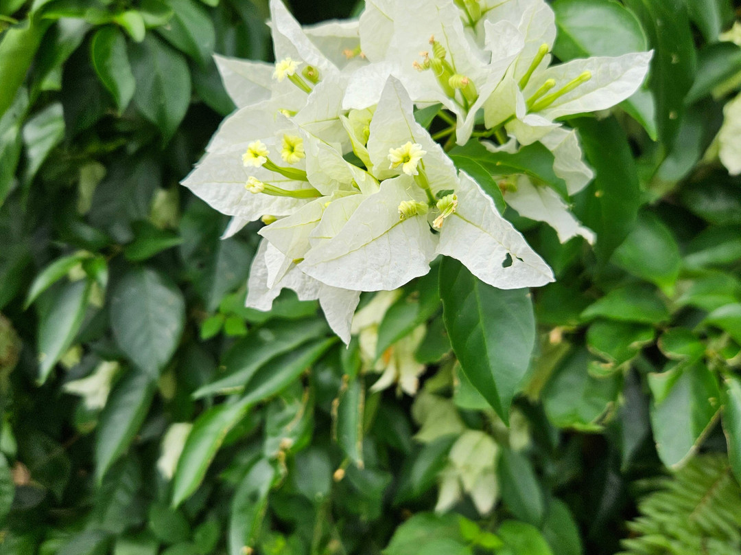 Palm Tree Gardens Botanical Garden-Saint David's必去景点