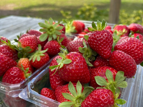 Keel Farms-普兰特城必去景点