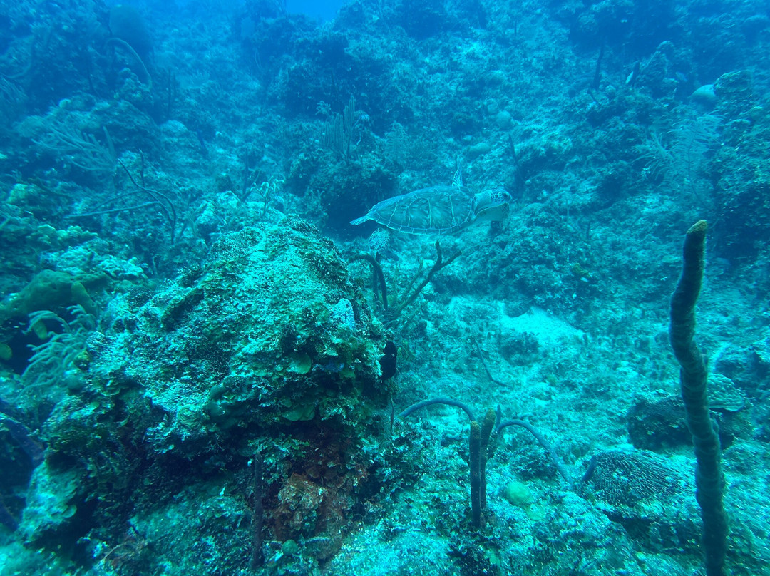 Chub Cay Divers-Chub Cay必去景点