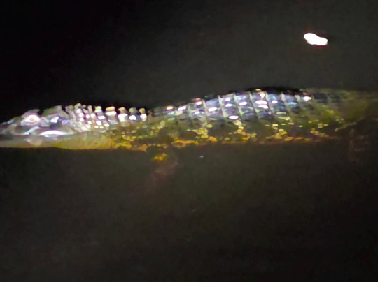 Ecolodge Flottant - Marais de Kaw-Regina必去景点