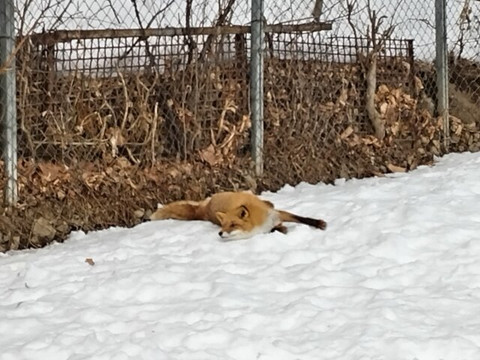 北狐牧場-北见市必去景点