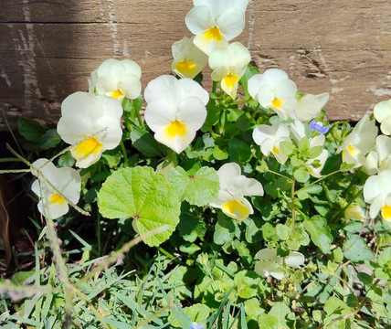 Ash Ridge Wines-黑斯廷斯必去景点