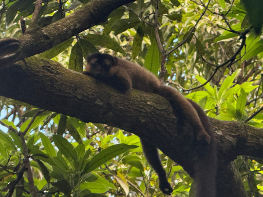 Dodi's Lemur Tours-Tolanaro必去景点