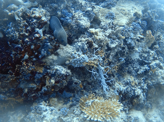 Filitheyo Dive Center-菲利兹优岛必去景点