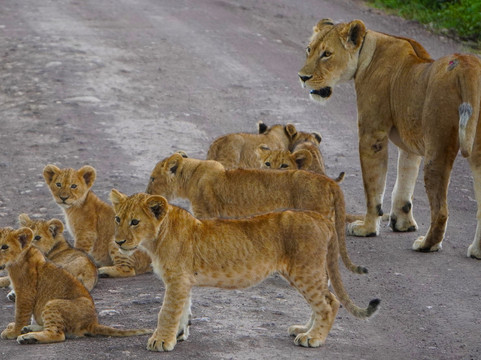 Kibuyu African Safaris-阿鲁沙必去景点