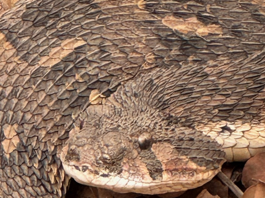 The Gambian Reptiles Farm-Kartong必去景点